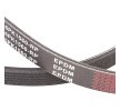 RIDEX PLUS Serpantin kayışı 1560mm, Number of ribs: 6 — Toyota Highlander (4)