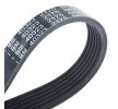 FEBI BILSTEIN Serpantin kayışı 1245mm, Number of ribs: 6 — 2014 Toyota Proace (3)